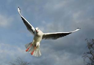 fly