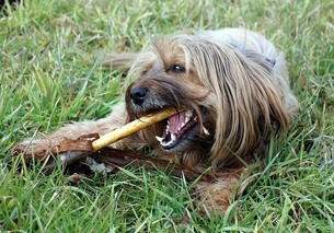 chew